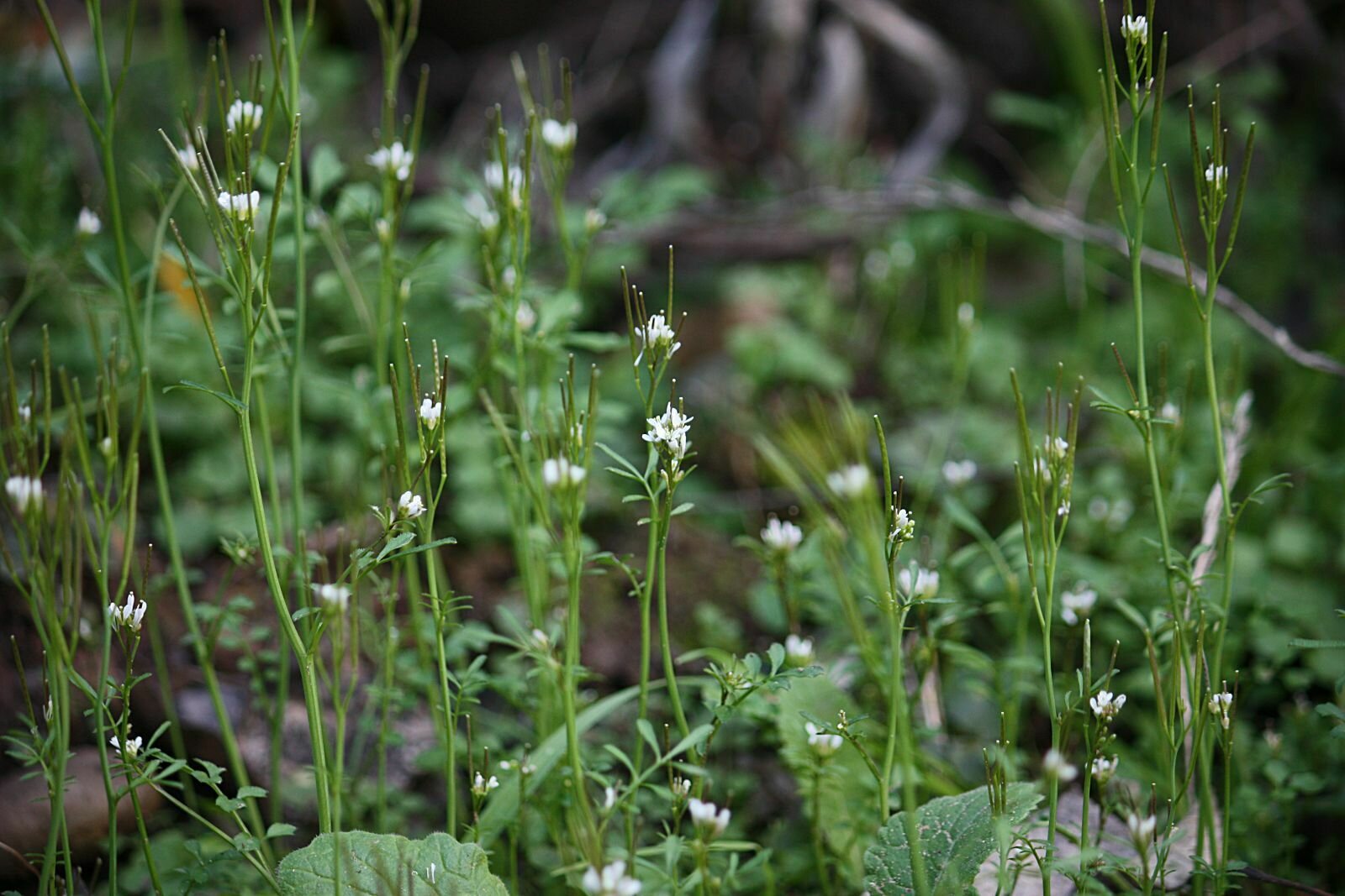 High Resolution Cardamine oligosperma Plant